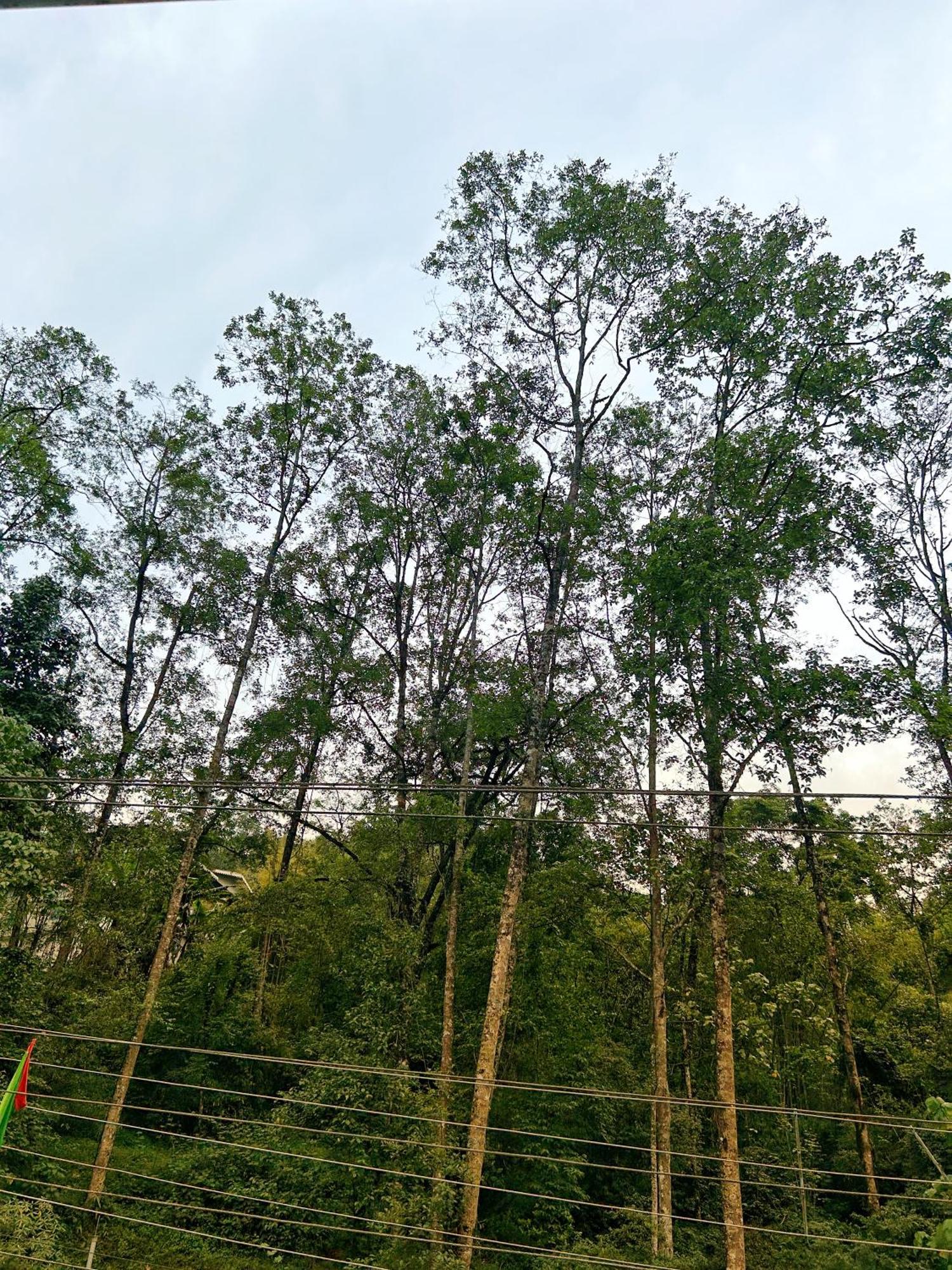 House Of Nomad Hostel Gangtok Luaran gambar